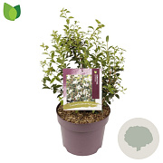 Osmanthus burkwoodii 40-50 cm 7,5L