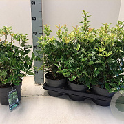 Osmanthus heter. 'Goshiki' 20-30 cm 2,0L