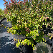 Parrotia persica 100-125 cm 30L