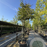 Parrotia persica 16-18 HO cont. 100L 180 cm stam leiboom