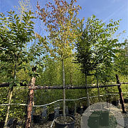 Parrotia persica 20-25 cm cont. 130L