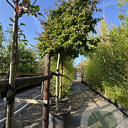 Parrotia persica 25-30 cm container 200 cm stam leiboom