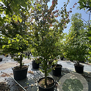 Parrotia persica 'Vanessa' 300-350 cm cont. 80L