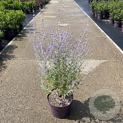 Perovskia atripl. 'Little Spire' 50-60 cm 5,0L