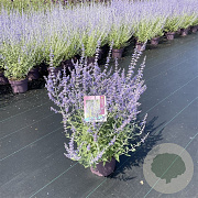Perovskia 'Blue Spire' 50-60 cm 5,0L