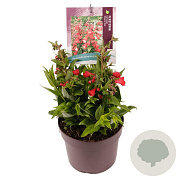 Penstemon Polaris Red GM 2,0L