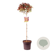 Photinia fraseri 'Carré Rouge' 100 cm stam 13L