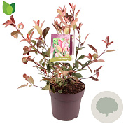 Photinia fraseri Louise 50-60 cm 10L