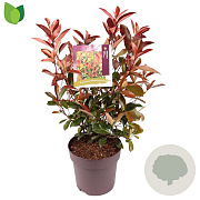Photinia fraseri 'Red Robin' 60-70 cm 10L