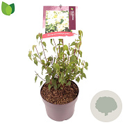 Philadelphus 'Lemoinei' 30-35 cm 3,0L