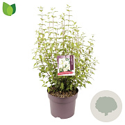 Philadelphus 'Lemoinei' 60-80 cm 7,5L
