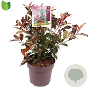 Photinia Magical Volcano 50-60 cm 10L