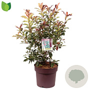 Photinia Magical Volcano 80-100 cm 20L