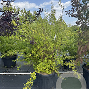 Philadelphus 'Virginal' 150-175 cm cont. 70L