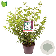 Philadelphus 'Virginal' 60-80 cm 7,5L