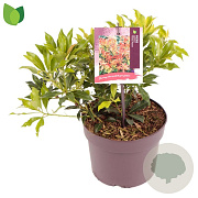 Pieris 'Forest Flame' 15-20 cm 2,0L