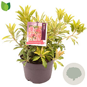 Pieris 'Flaming Silver' 15-20 cm 2,0L