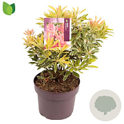 Pieris 'Flaming Silver' 20-30 cm 5,0L