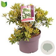 Pieris jap. 'Cupido' 20-30 cm 5,0L