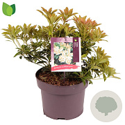 Pieris jap. 'Debutante' 20-30 cm 5,0L