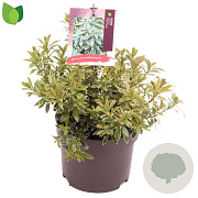 Pieris jap. 'Little Heath' 15-20 cm 2,0L