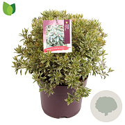 Pieris jap. 'Little Heath' 30-40 cm 7,5L
