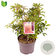 Pieris jap. 'Mountain Fire' 15-20 cm 2,0L