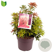 Pieris jap. 'Mountain Fire' 30-40 cm 7,5L