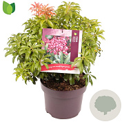 Pieris jap. 'Passion' 20-30 cm 5,0L