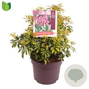 Pieris jap. 'Passion' 30-40 cm 7,5L