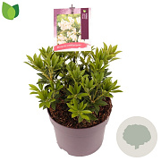Pieris jap. 'Prelude' 15-20 cm 2,0L