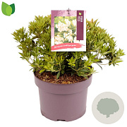 Pieris jap. 'Prelude' 20-30 cm 5,0L