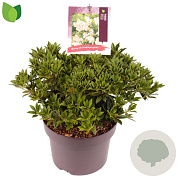 Pieris jap. 'Prelude' 30-40 cm 7,5L