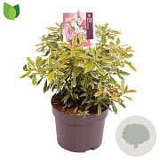 Pieris jap. Ralto Rose 15-20 cm 2,0L