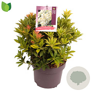 Pieris jap. 'Sarabande' 20-30 cm 5,0L