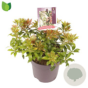 Pieris jap. 'Scarlett O'Hara' 15-20 cm 2,0L