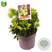 Pieris jap. 'Sinfonia' 20-30 cm 5,0L