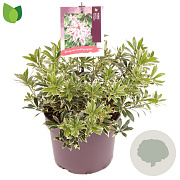 Pieris jap. 'Variegata' 15-20 cm 2,0L