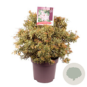 Pieris jap. 'Variegata' 50-60 cm 13L