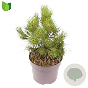 Pinus nigra 30-35 cm 7,5L
