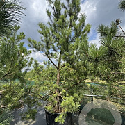 Pinus sylvestris 300-350 cm cont. 160L