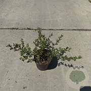 Potentilla f. 'Abbotswood' 30-40 cm P13