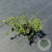 Potentilla f. 'Goldfinger' 30-40 cm P13