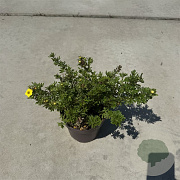 Potentilla f. 'Kobold' 25-30 cm P13
