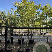 Prunus a. 'Kordia' 8-10 cm 10L