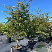 Prunus 'The Bride' 200-250 cm cont. 80L meerstammig