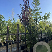 Prunus cer. 'Nigra' 10-12 HO 30L