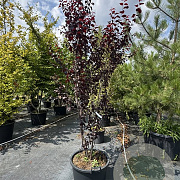 Prunus cer. 'Nigra' 225-250 cm cont. 80L meerstammig