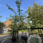 Prunus d. 'Victoria' 12-14 HO cont. 80L leiboom
