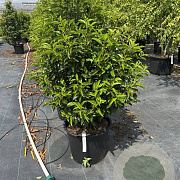 Prunus l. 'Angustifolia' 100-125 cm 30L